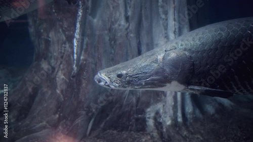 Captivating close-up of an Arapaima (Arapaima gigas), one of the world’s largest freshwater fish, swimming gracefully in its tank at Aquaria KLCC, Kuala Lumpur, Malaysia. photo