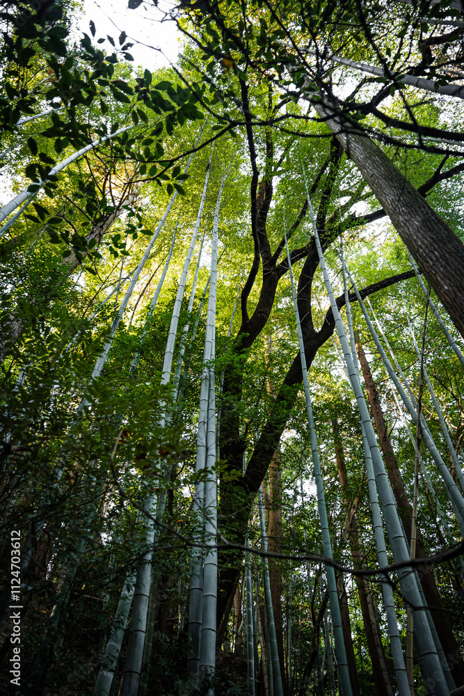 Naklejka premium Bamboo forest in Kyoto, Japan