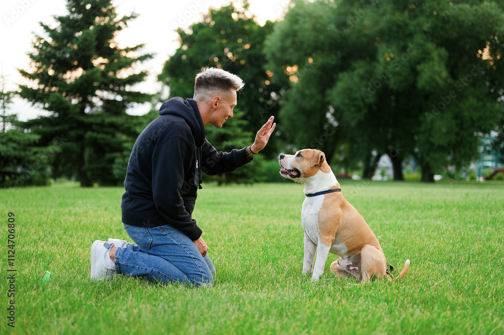 Young man kneeling on grass in park with hand gesture and treats asks dog to give paw. The owner rewards the dog in the park. American bulldog. Young man kneeling on grass in park with hand gesture and treats asks dog to give paw. The owner rewards the dog in the park. American bulldog.