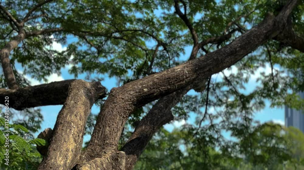Part of a big Tamarind tree bends over to a big lake of Lumphini Park in Bangkok, Thailand. Part of a big Tamarind tree bends over to a big lake of Lumphini Park in Bangkok, Thailand.