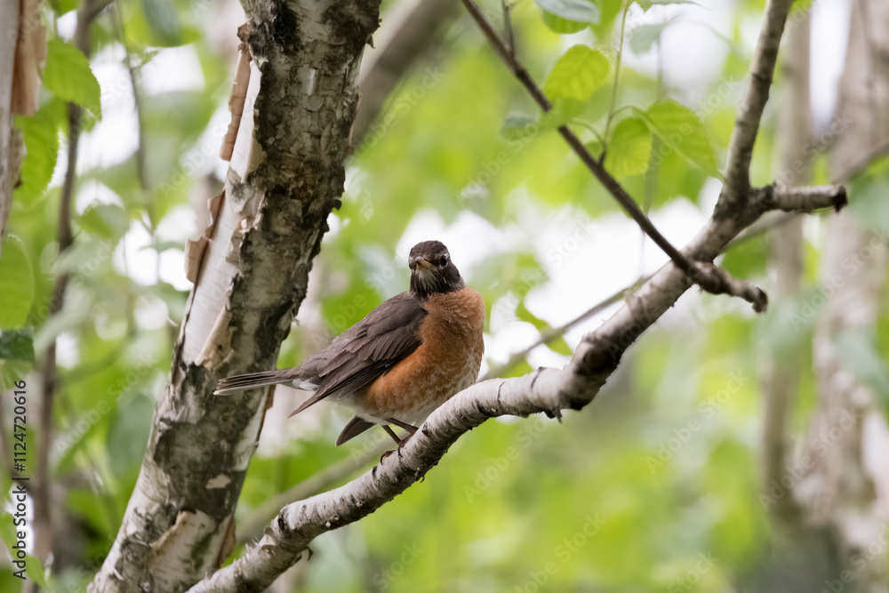 The American robin (Turdus migratorius). The American robin (Turdus migratorius).