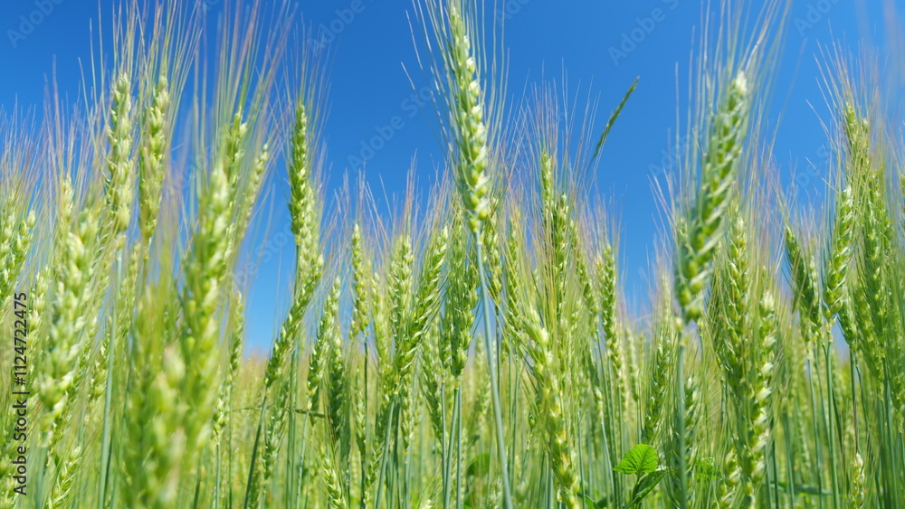 Low anlgle view. Large harvest of wheat. Beautiful blue sky. Yellow green ears are slowly swaying in wind. Cultivation of cereals. Low anlgle view. Large harvest of wheat. Beautiful blue sky. Yellow green ears are slowly swaying in wind. Cultivation of cereals.