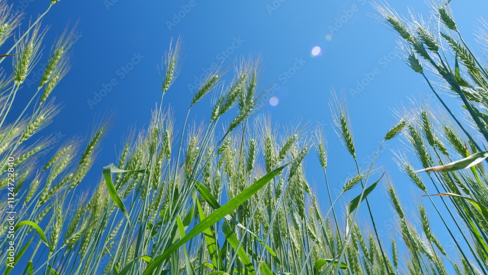 Low anlgle view. Barley field blowing in wind. Green golden wheat field at day. Yellow spikes sway in wind. Beautiful blue sky. Low anlgle view. Barley field blowing in wind. Green golden wheat field at day. Yellow spikes sway in wind. Beautiful blue sky.