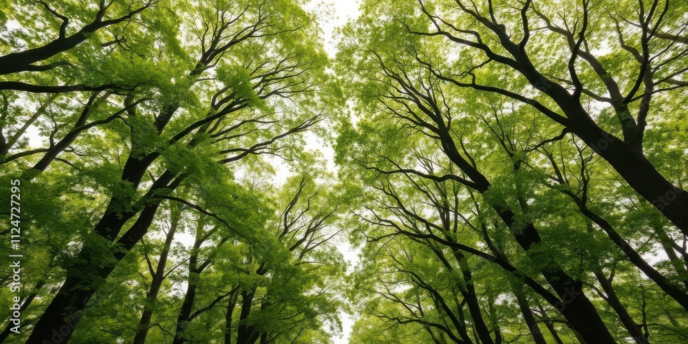 Fototapeta premium Lush green forest canopy with trees exhibiting crown shyness phenomenon, showing distinct spacing between branches, nature