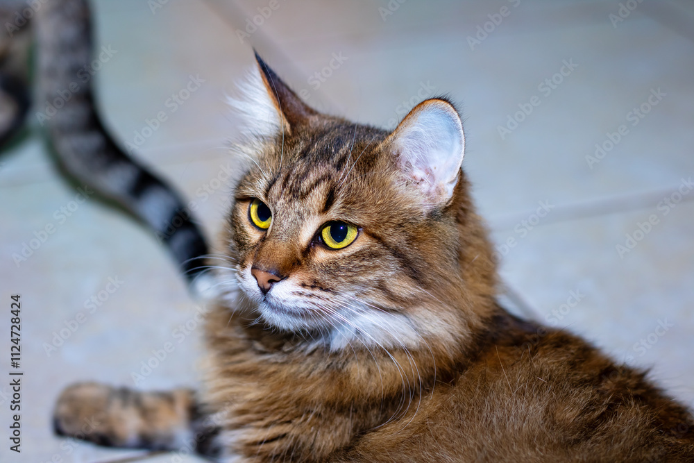 Fototapeta premium Playful gray shaggy cat at home closeup