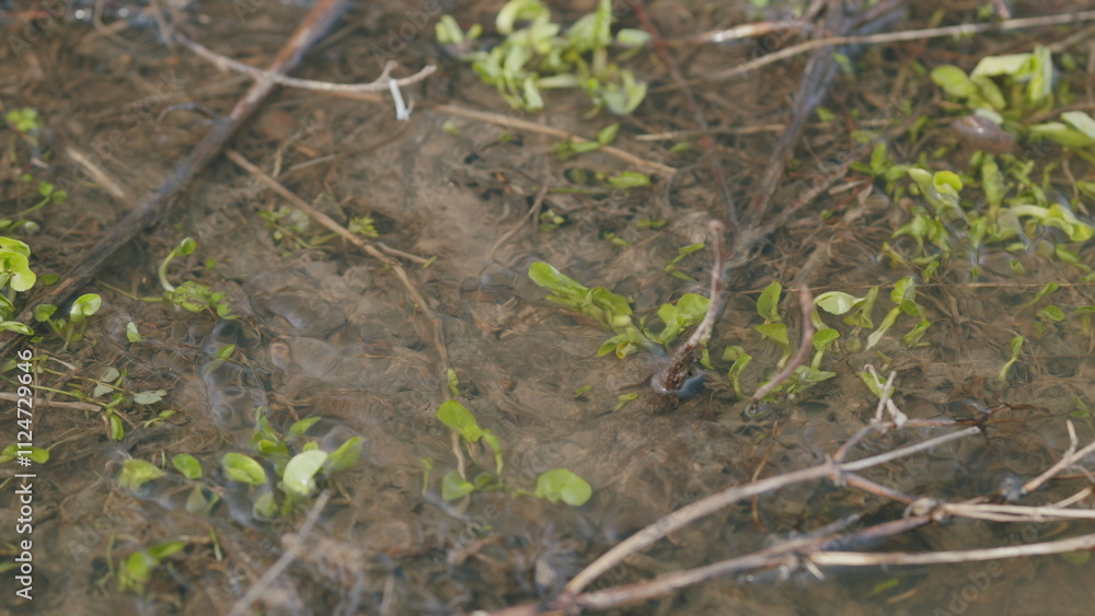 Fresh grass sprouts in a spring stream in which the glare of the sun is reflected. Slow motion.