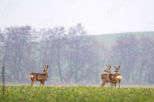 Roe deer her alert