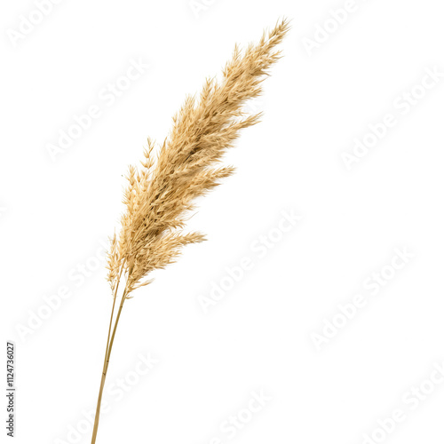 A delicate golden grass plume stands beautifully against a simple backdrop.