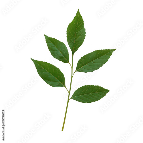 A vibrant green leaf branch showcasing natural beauty and fresh growth.