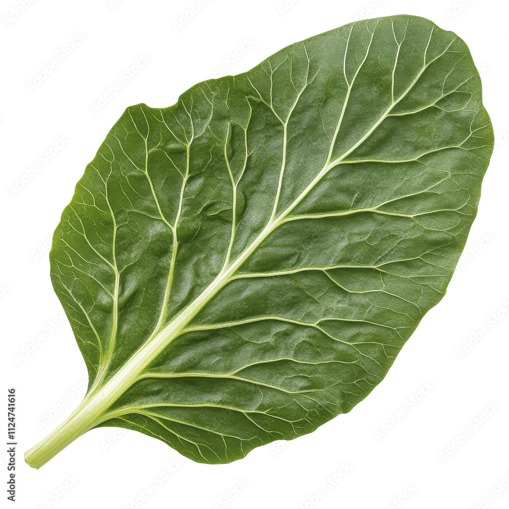 Obraz premium Single Green Leaf, Nature, Vegan, Food | Healthy Eating/Veganism