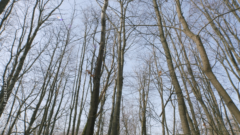 Nature Gloomy Forest With Water. Flooded Trees Stick Out Of Water. Steadicam Shot. Nature Gloomy Forest With Water. Flooded Trees Stick Out Of Water. Steadicam Shot.