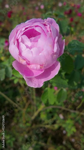 Wallpaper Mural Blooming Roses in a Serene Garden Torontodigital.ca