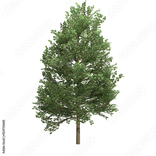 tulip tree isolated on transparent png background - 3D Illustration