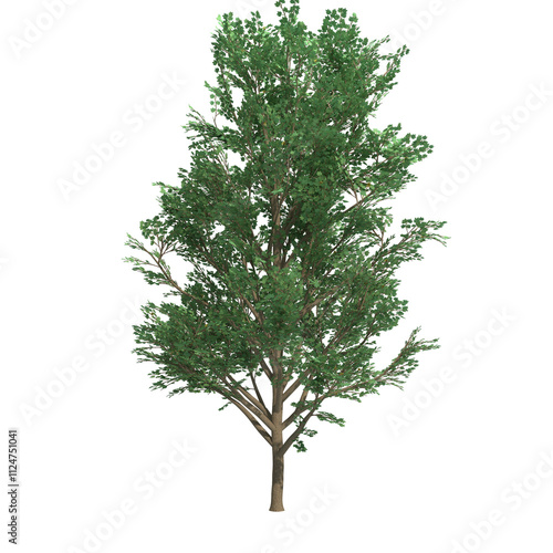 tulip tree isolated on transparent png background - 3D Illustration