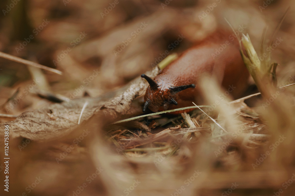 slug in a dried grass