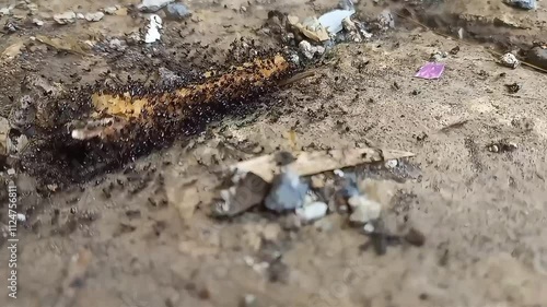 Wallpaper Mural ant on the sand Torontodigital.ca