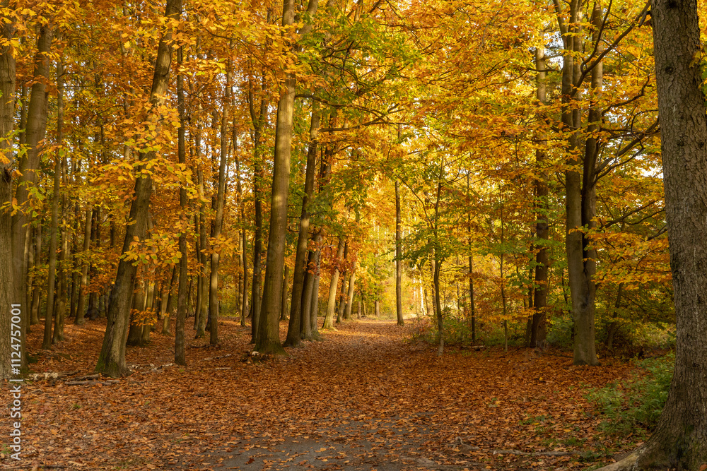 Fototapeta premium Beautiful autumn forest road and sun flare