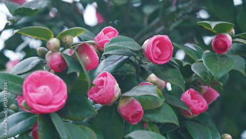 Pink Rose Like Blooms Camellia Flower And Buds. Blooming Pink Camellia. Pink Camellia In Flower. photo