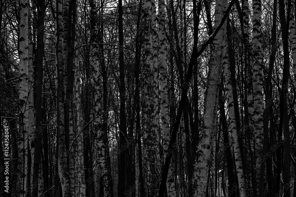 Tree black branch isolated on white. Black and white trees silhouettes on sky background. Bare branches trees in winter. Forest pattern texture. Halloween concept. Tree black branch isolated on white. Black and white trees silhouettes on sky background. Bare branches trees in winter. Forest pattern texture. Halloween concept.