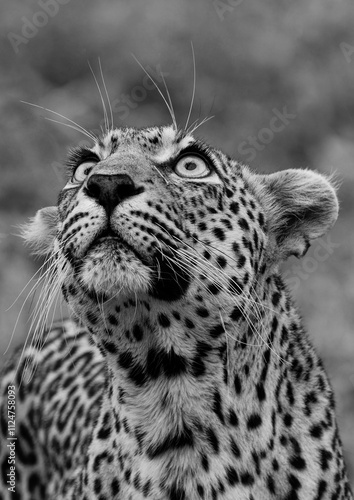 Hopeful Leopard