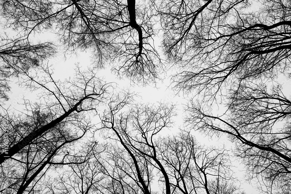 Tree black branch isolated on white. Black and white trees silhouettes on sky background. Bare branches trees in winter. Forest pattern texture. Halloween concept.