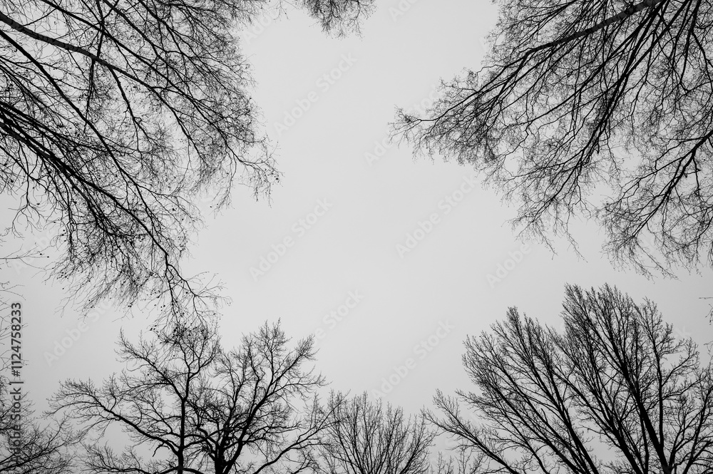 Tree black branch isolated on white. Black and white trees silhouettes on sky background. Bare branches trees in winter. Forest pattern texture. Halloween concept.