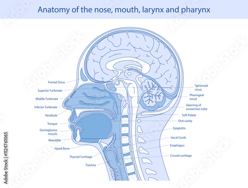 Medical vector illustration of human oral and nasal anatomy.