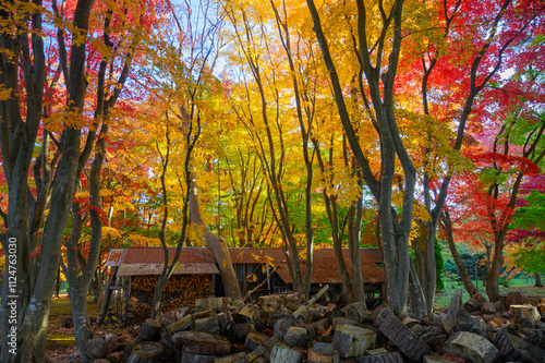 鮮やかな紅葉