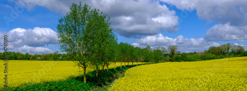 View of a field of rape and poplar trees, Essex