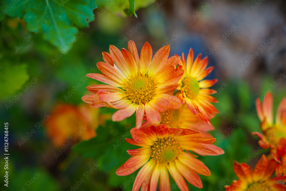 Close-up photo of orange wild chrysanthemums in bloom Close-up photo of orange wild chrysanthemums in bloom