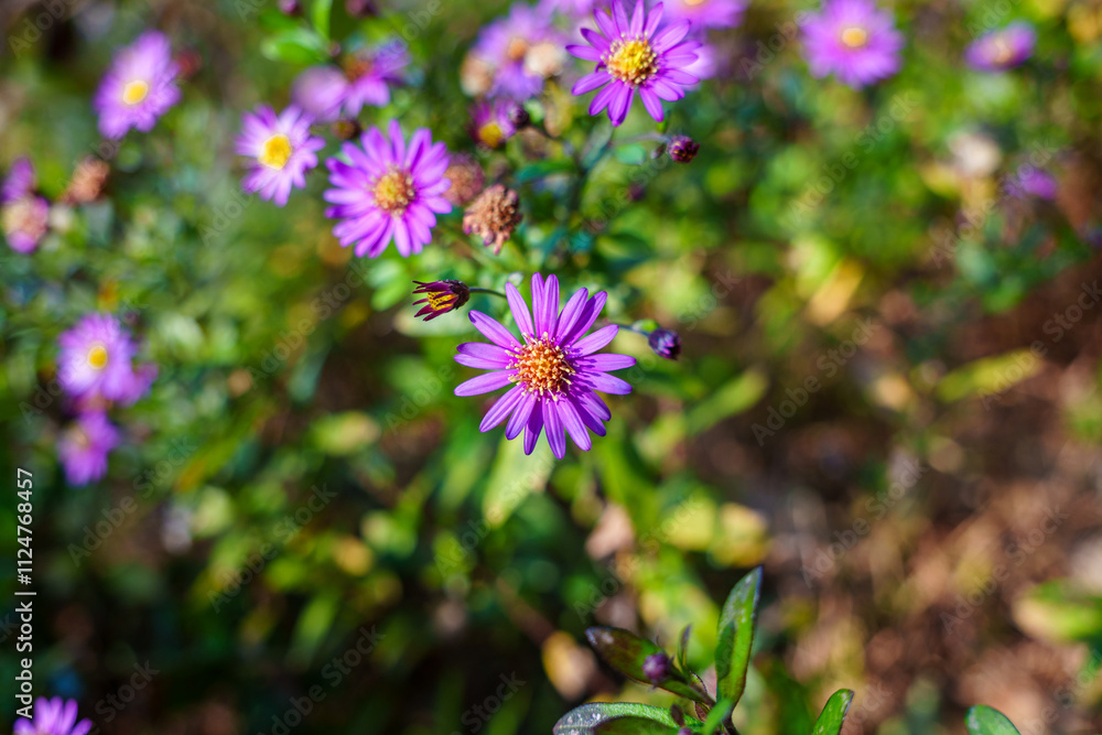 Close-up photo of purple wild chrysanthemums in bloom Close-up photo of purple wild chrysanthemums in bloom