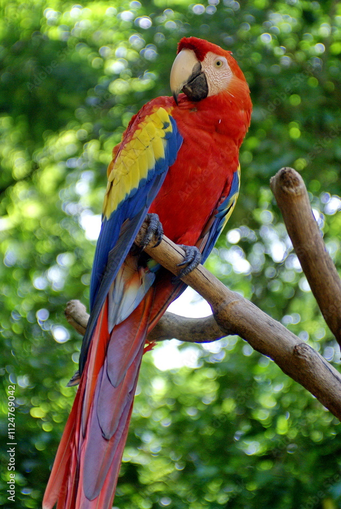 Obraz premium Scarlet macaw (Ramphastos sulfuratus) on a branch perch at a bird park in Copan, Honduras