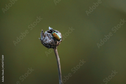 closeup on a colorfull beetle on a dried flower