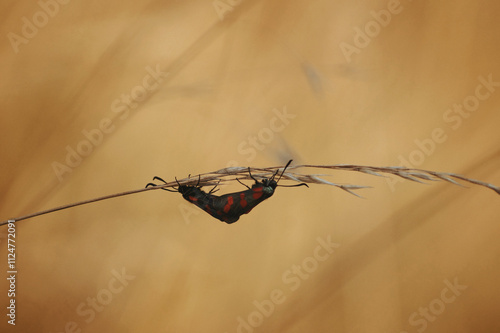 black & red insects on the stem