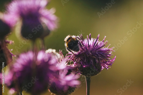 bumblebee on a flower