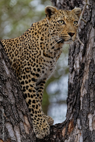 Leopard in tree