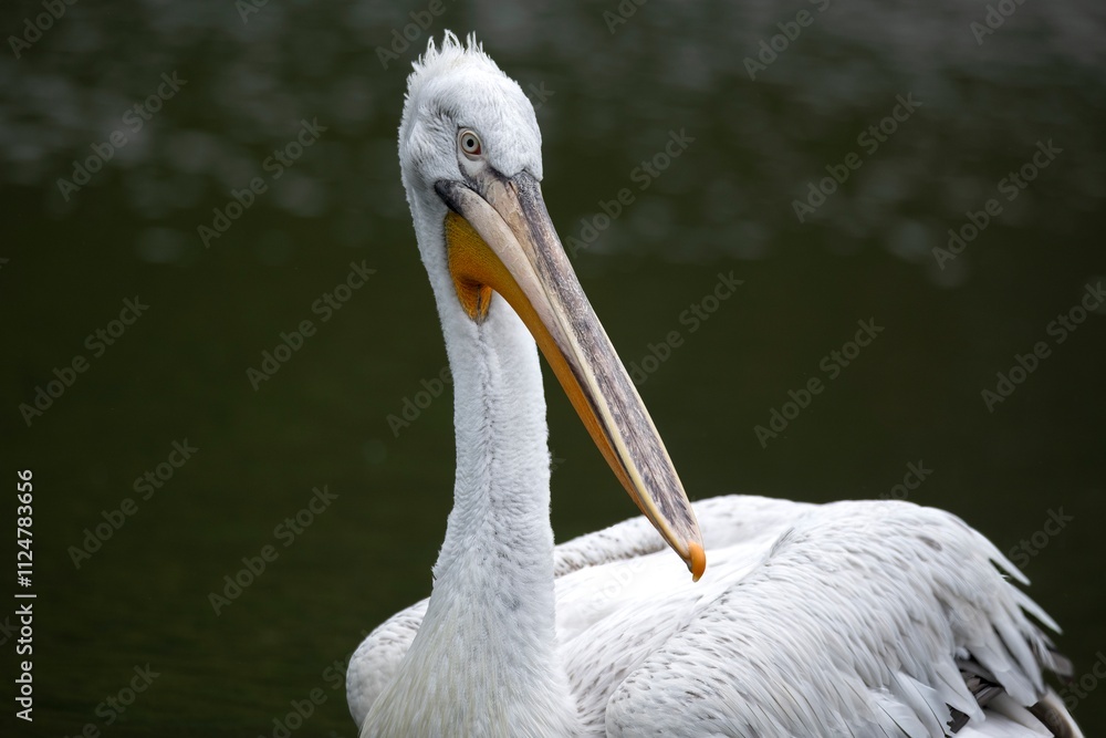 The Dalmatian Pelican (Pelecanus crispus). The Dalmatian Pelican (Pelecanus crispus).
