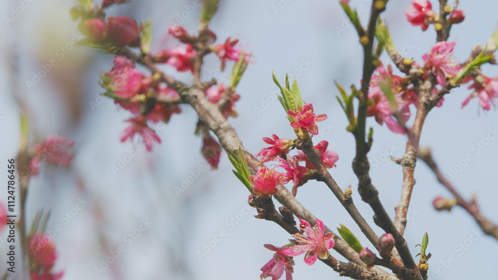 Spring Time In Blooming Garden. Spring Background Art With Pink Blossom. Blooming Background. Close up. Spring Time In Blooming Garden. Spring Background Art With Pink Blossom. Blooming Background. Close up.