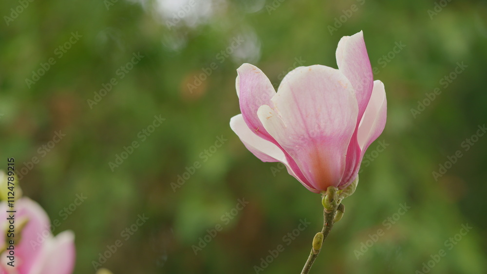 Branch With Magnolia Flowers And Buds. Beautiful Blooming Branch Of Magnolia In Spring. Close up. Branch With Magnolia Flowers And Buds. Beautiful Blooming Branch Of Magnolia In Spring. Close up.