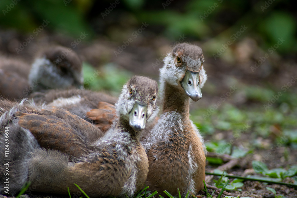 Beautiful Egyptian Goose goslings(Alopochen aegyptiaca). Beautiful Egyptian Goose goslings(Alopochen aegyptiaca).