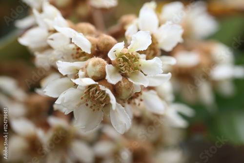close up of blooms loquat tree