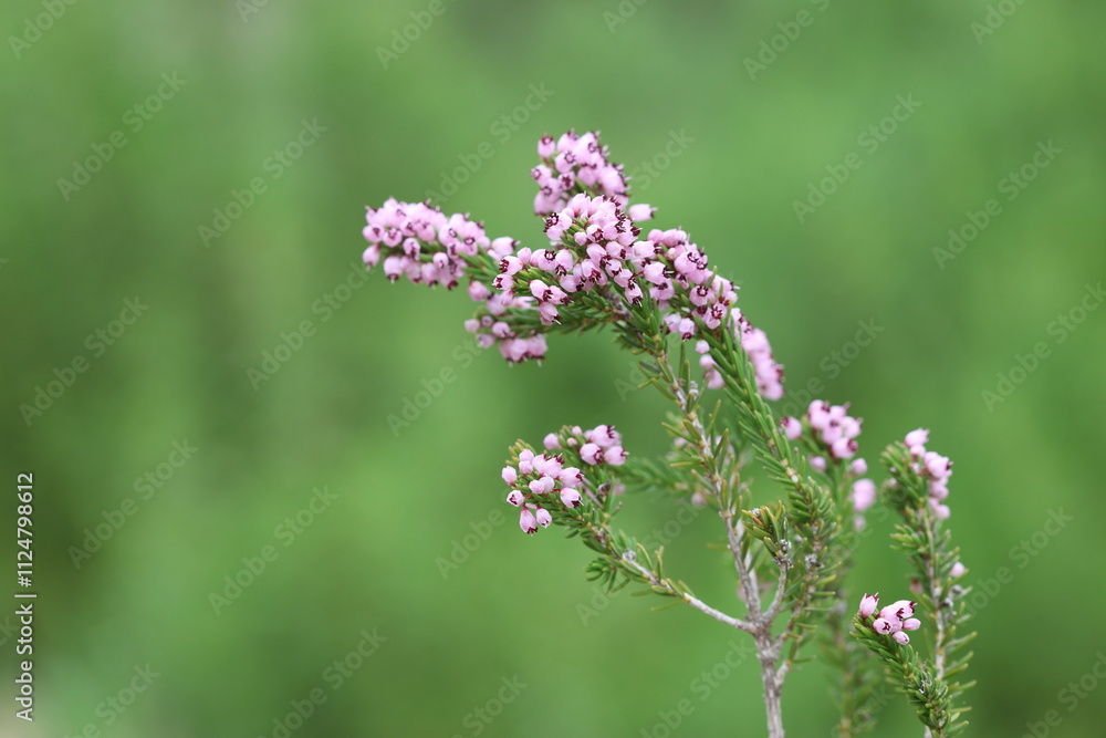 Erica manipuliflora is a plant belonging to the genus Erica Erica manipuliflora is a plant belonging to the genus Erica
