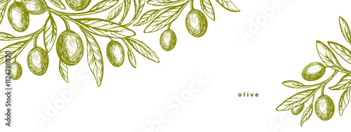 Olive branch, green fruits. Greek plant. Aroma oil