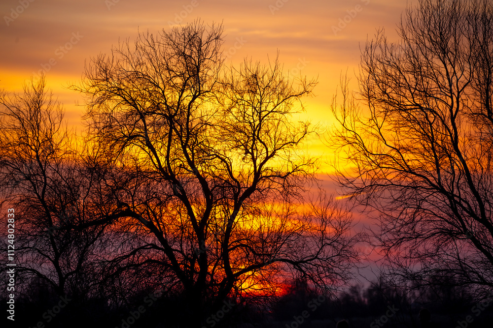 Sunset sky, orange and pink sunset tints on clouds, with silhouettes of trees without leaves in autumn. Forest landscape against sky with sunlight in golden hour. Sunset sky, orange and pink sunset tints on clouds, with silhouettes of trees without leaves in autumn. Forest landscape against sky with sunlight in golden hour.