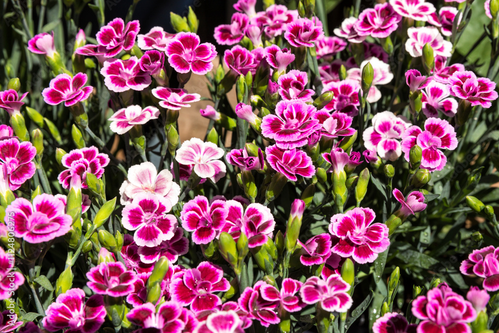Obraz premium Vibrant pink Carnation flowers on display outside flower shop