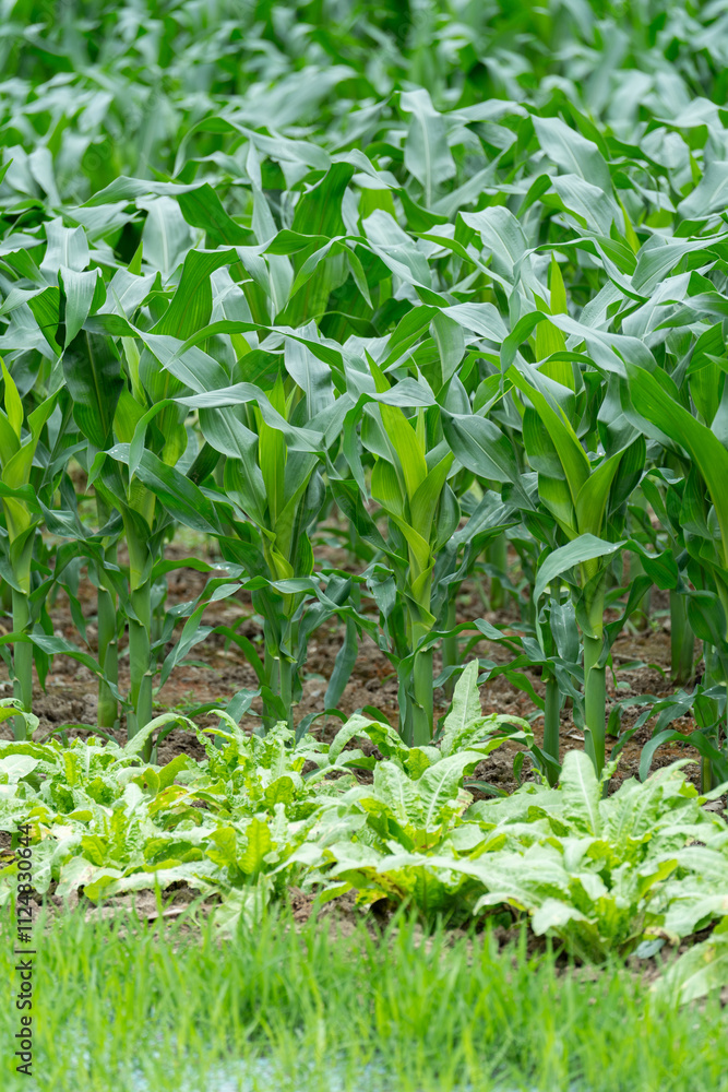 Green corn crops Green corn crops