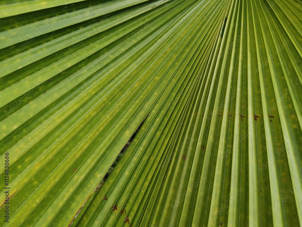 Close-Up of Vibrant Green Palm Leaf with Radiating Lines and Natural Texture.
Close-Up of Vibrant Green Palm Leaf with Radiating Lines and Natural Texture.