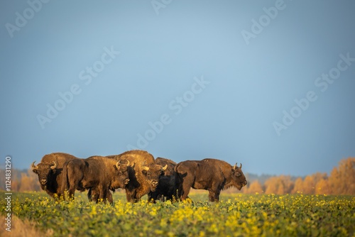 Mammals - wild nature European bison ( Bison bonasus ) Wisent herd standing on field North Eastern part of Poland, Europe Knyszynska Primeval Forest sundown evening photography photo