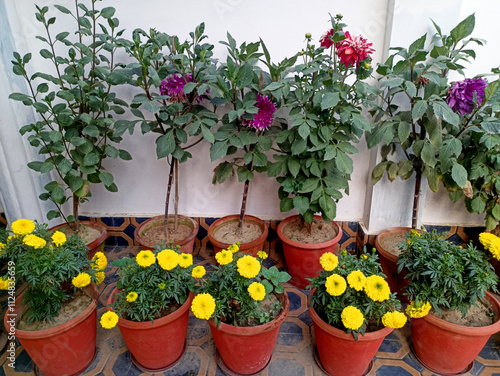 Colourful Dahlia flower planters row for natural background.