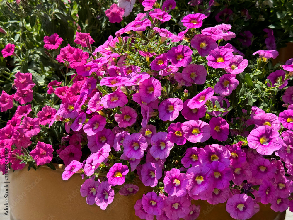 Obraz premium Calibrachoa parviflora seaside petunia pink flowers. 
